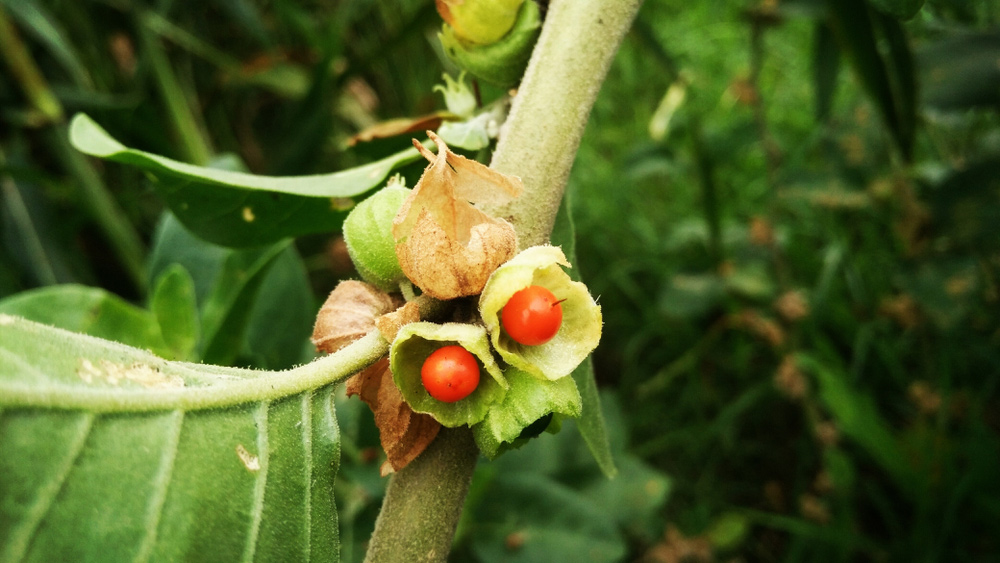 What is the Power of Ahwagandha Gummies? 