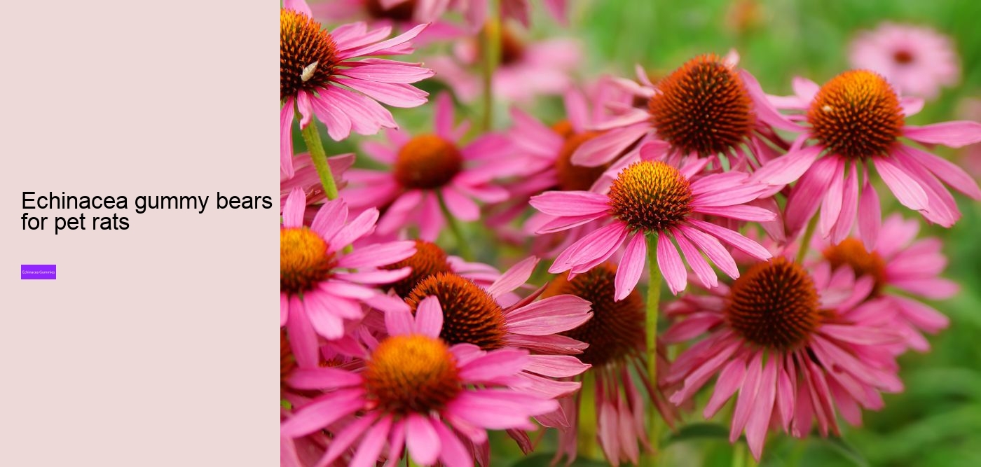Does echinacea give you energy?