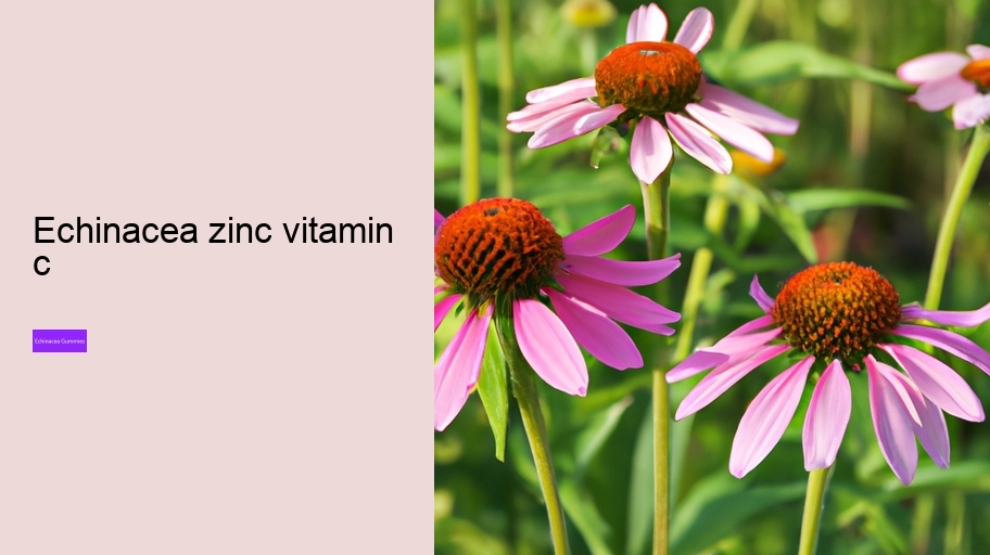 echinacea zinc vitamin c