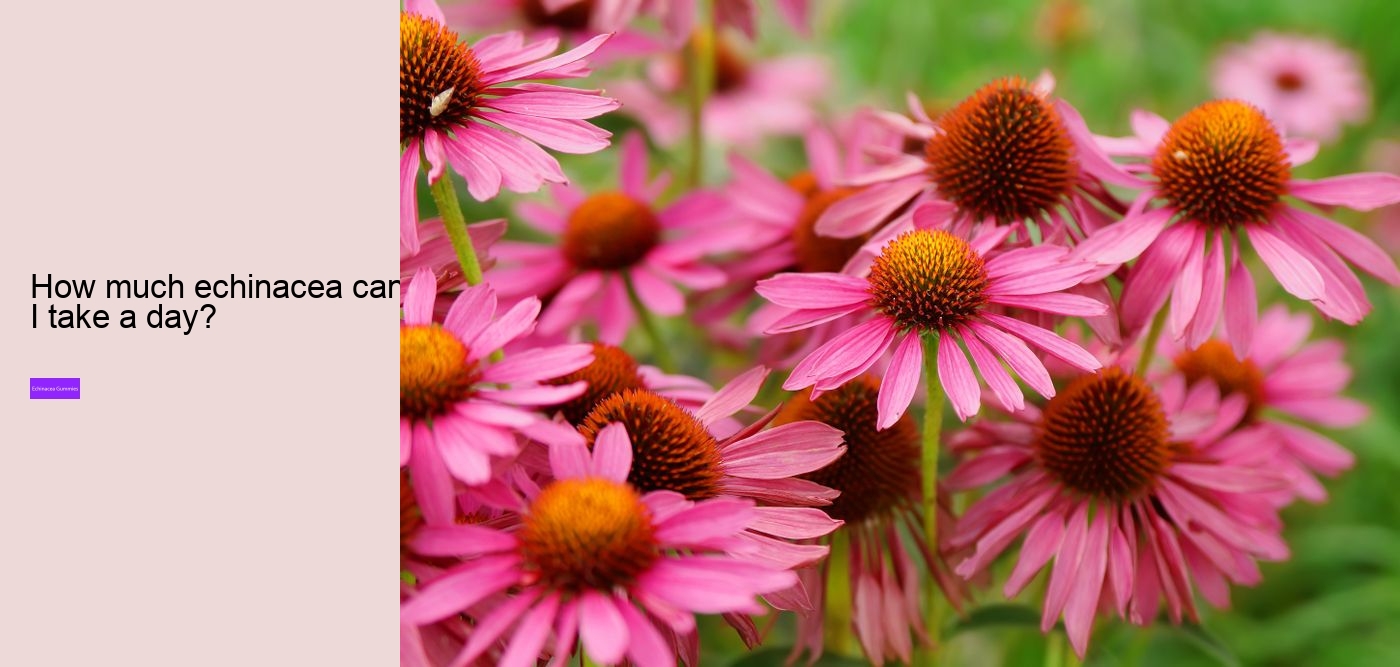 Why not take echinacea on an empty stomach?