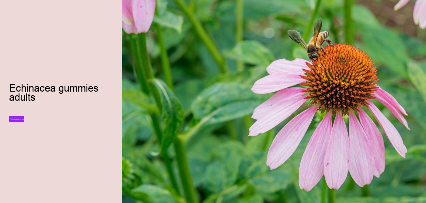 Is echinacea good for your gut?