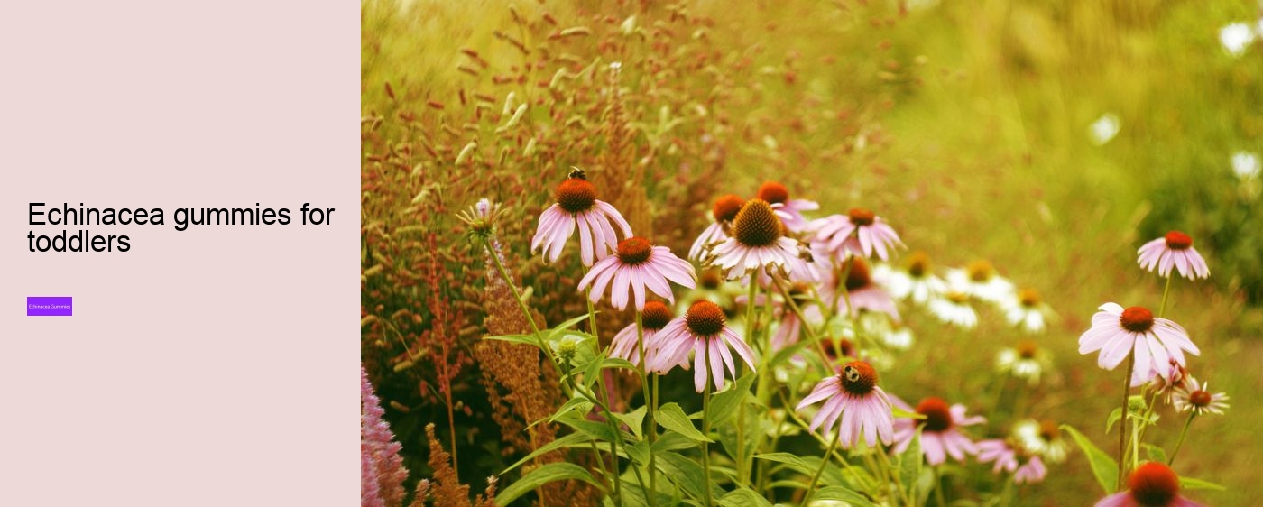 vitamins c and d zinc and echinacea