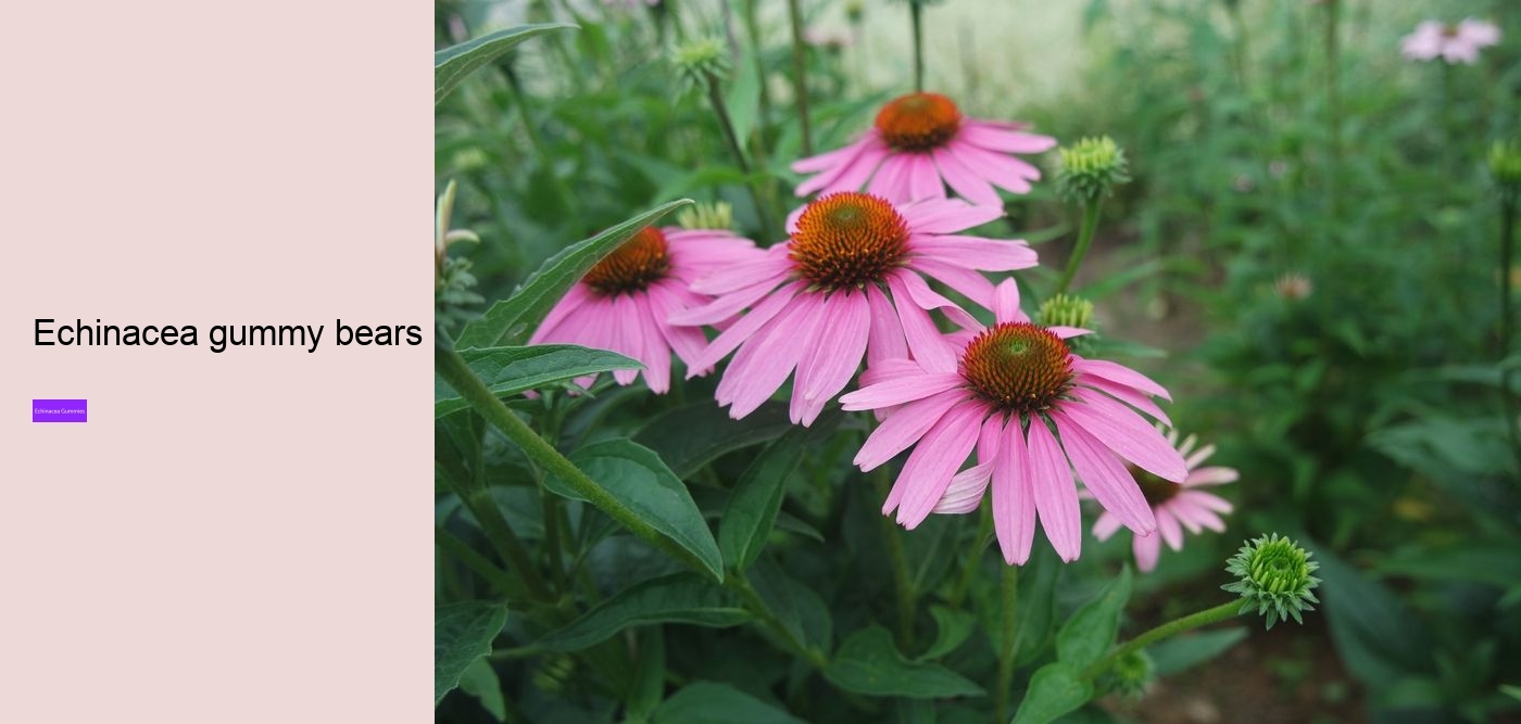 zinc echinacea vitamin c