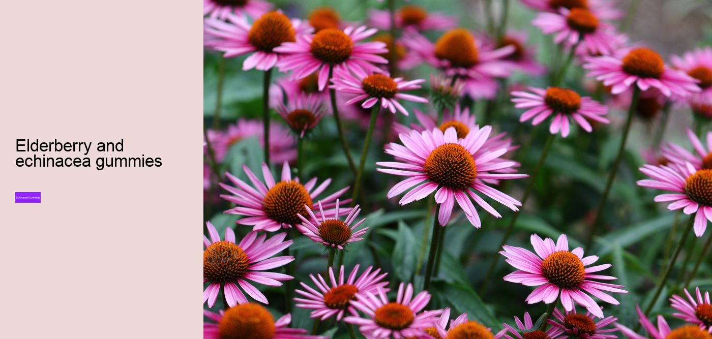 Why not take echinacea on an empty stomach?