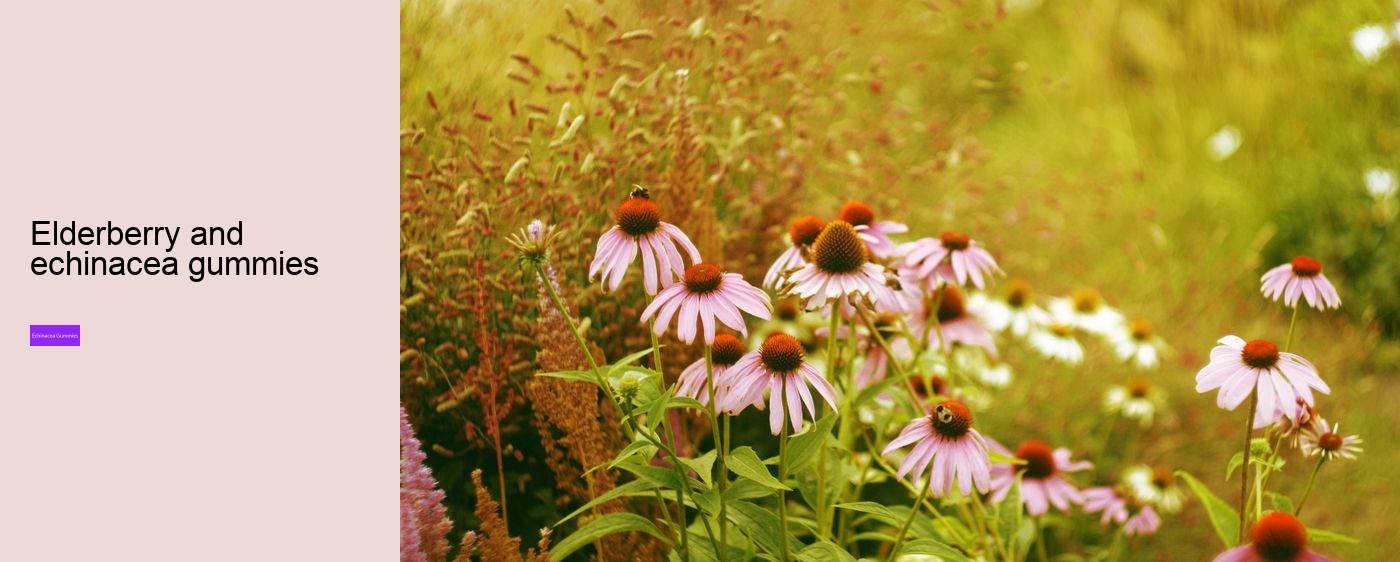 Why can't you take echinacea for more than 10 days?