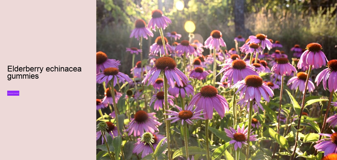 Is echinacea an anti-inflammatory?