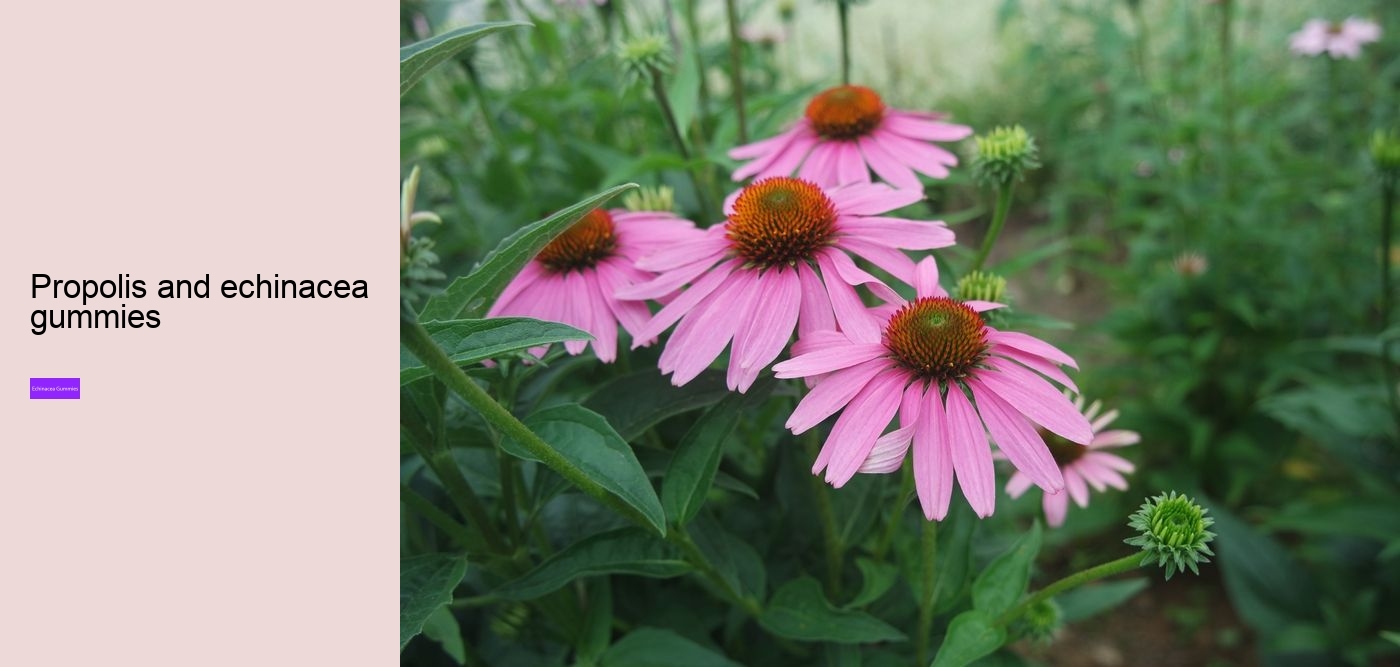 gummies vitamins zinc and echinacea