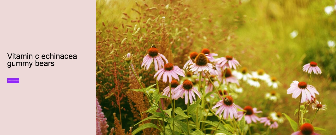 How long can you safely take echinacea?