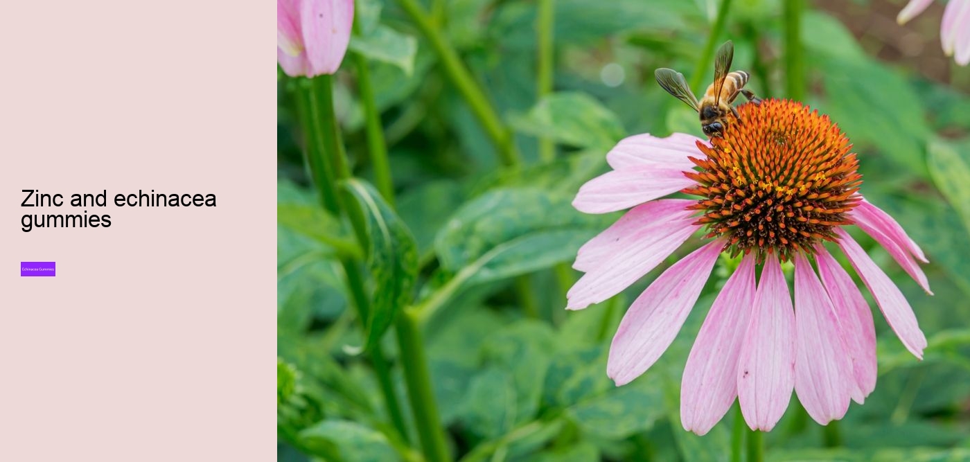 What are the pros and cons of echinacea?